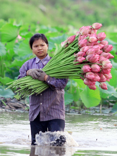 Hoa dua can ru, Hoa Tet, Hạt giống hoa, hoa treo, dạ yến thảo, hoa treo ban công, hạt giống hoa oải hương, bán hạt giống hoa oải hương, hat giong hoa oai huong, hạt giống  chất lượng cao, hat giong hoa , hat giong hoa chat luong cao, hoa trong tham, hoa trong chau,